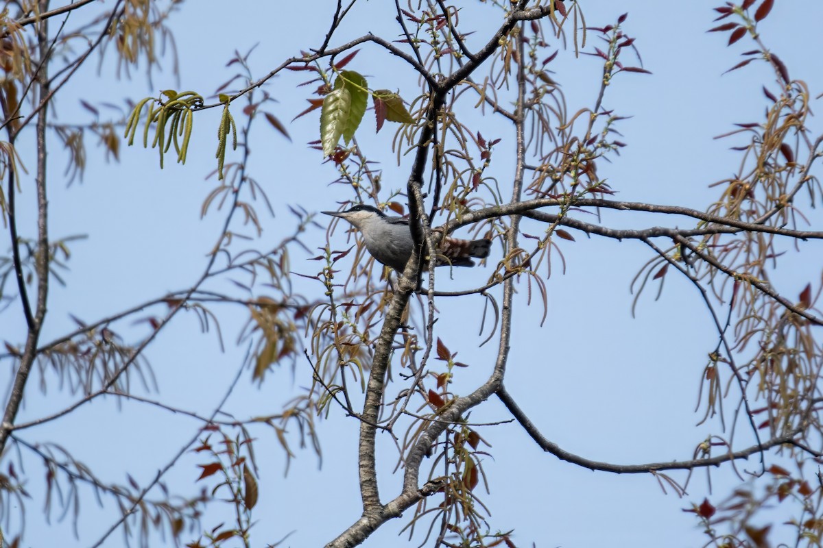 Giant Nuthatch - ML617973632