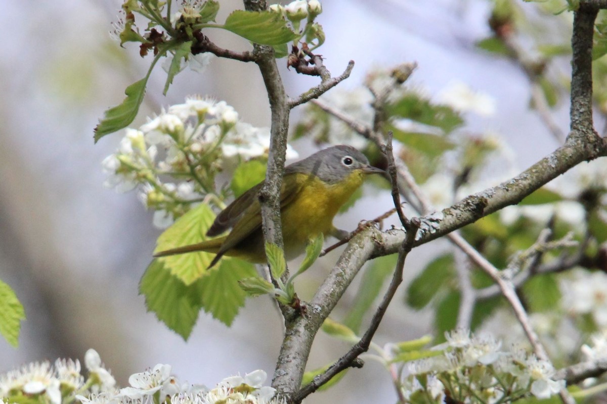 Nashville Warbler - ML617973640