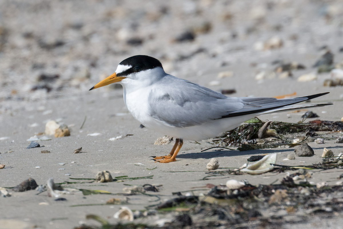 Least Tern - ML617973656