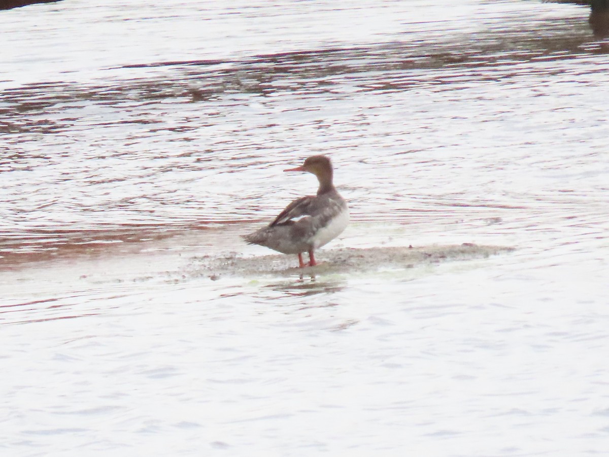 Red-breasted Merganser - ML617973670