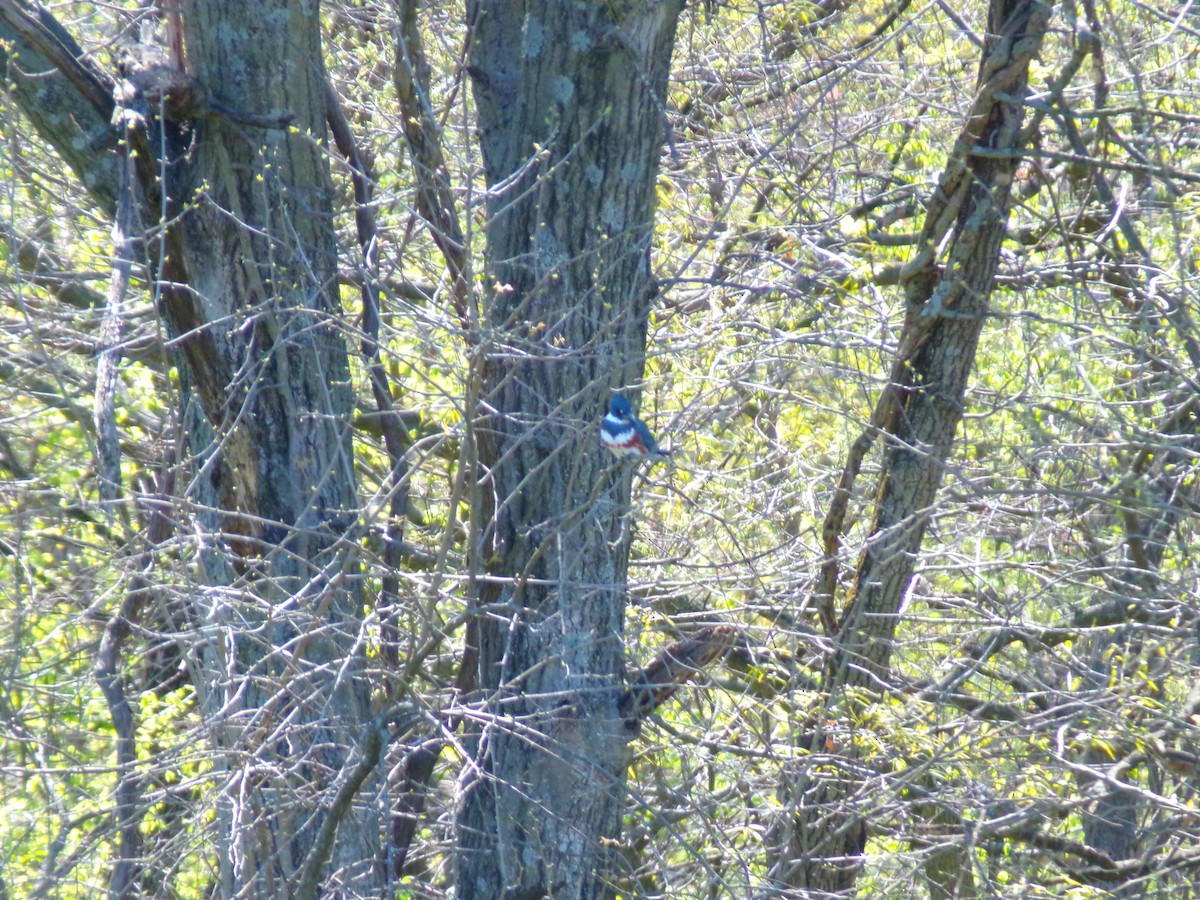 Belted Kingfisher - ML617973679