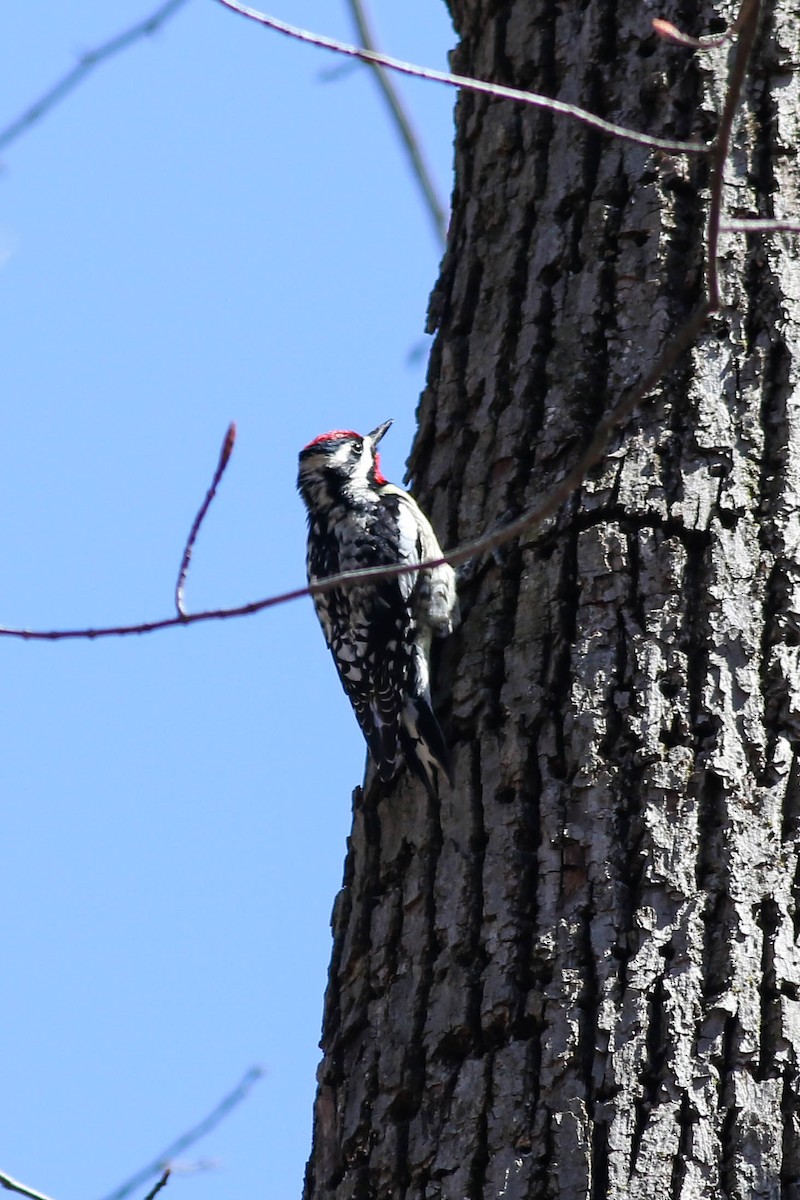 Yellow-bellied Sapsucker - François Rivet