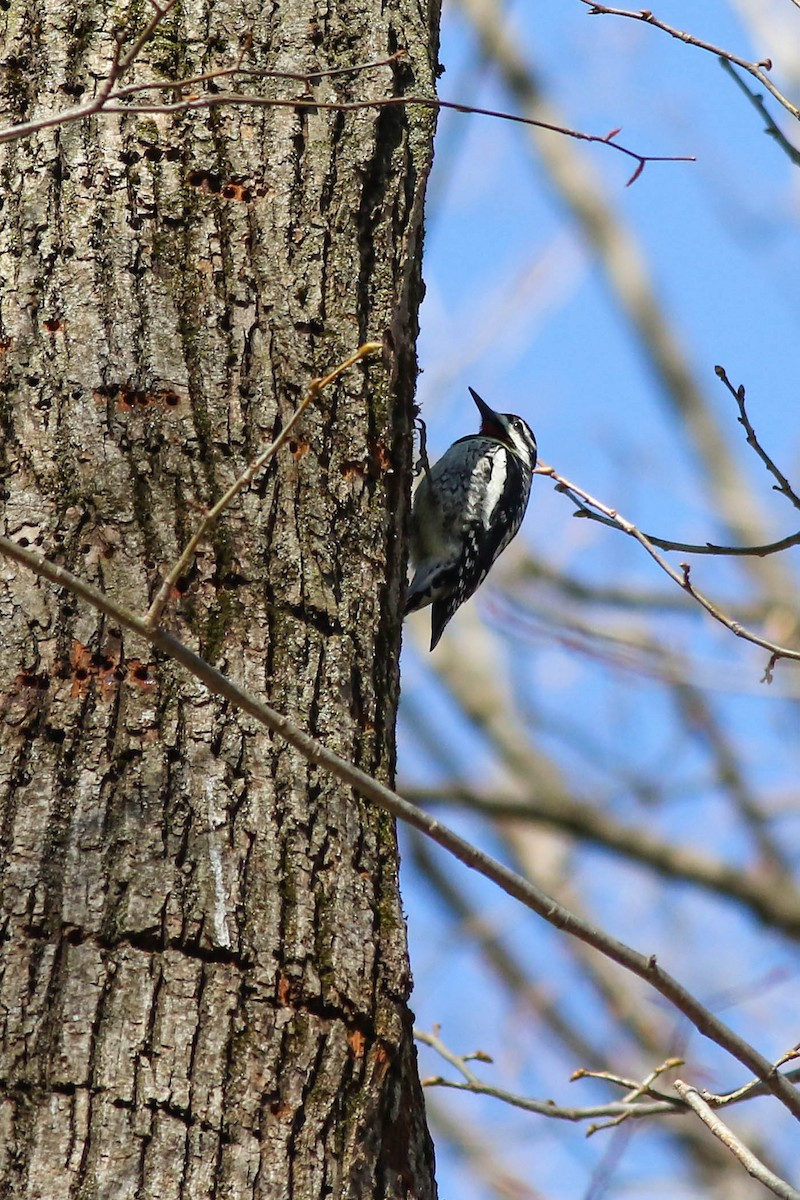 Yellow-bellied Sapsucker - ML617973681