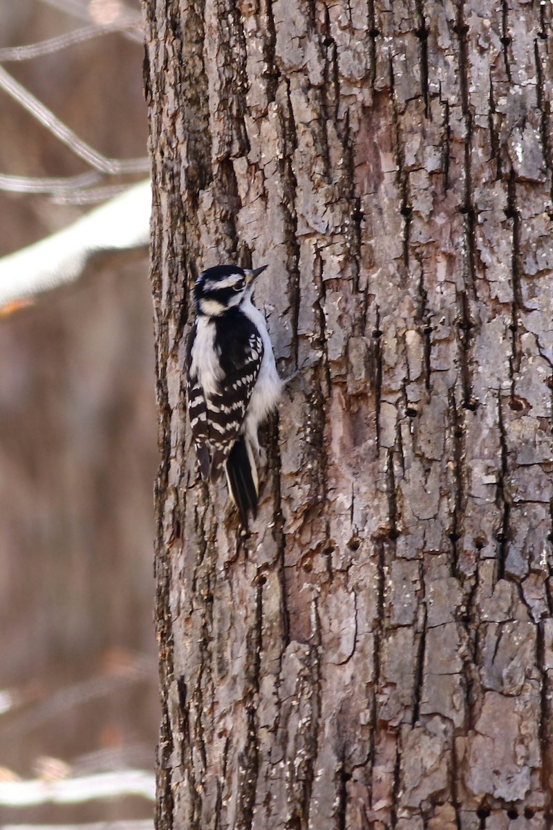 Downy Woodpecker - ML617973691