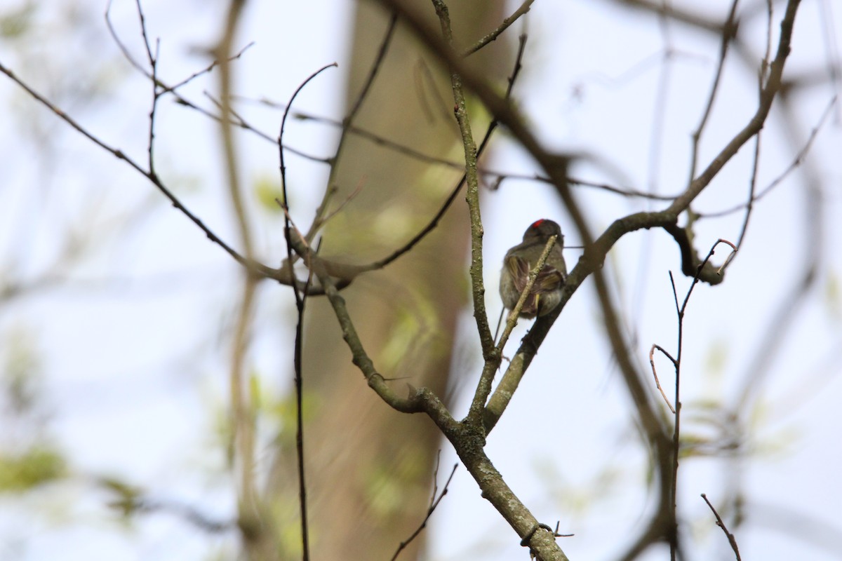 Roitelet à couronne rubis - ML617973701