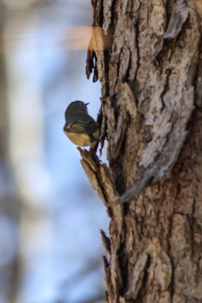 Ruby-crowned Kinglet - ML617973705