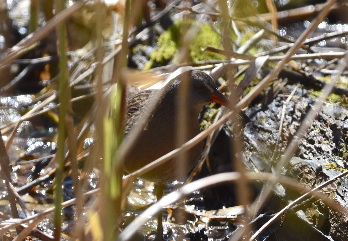 Virginia Rail - ML617973707