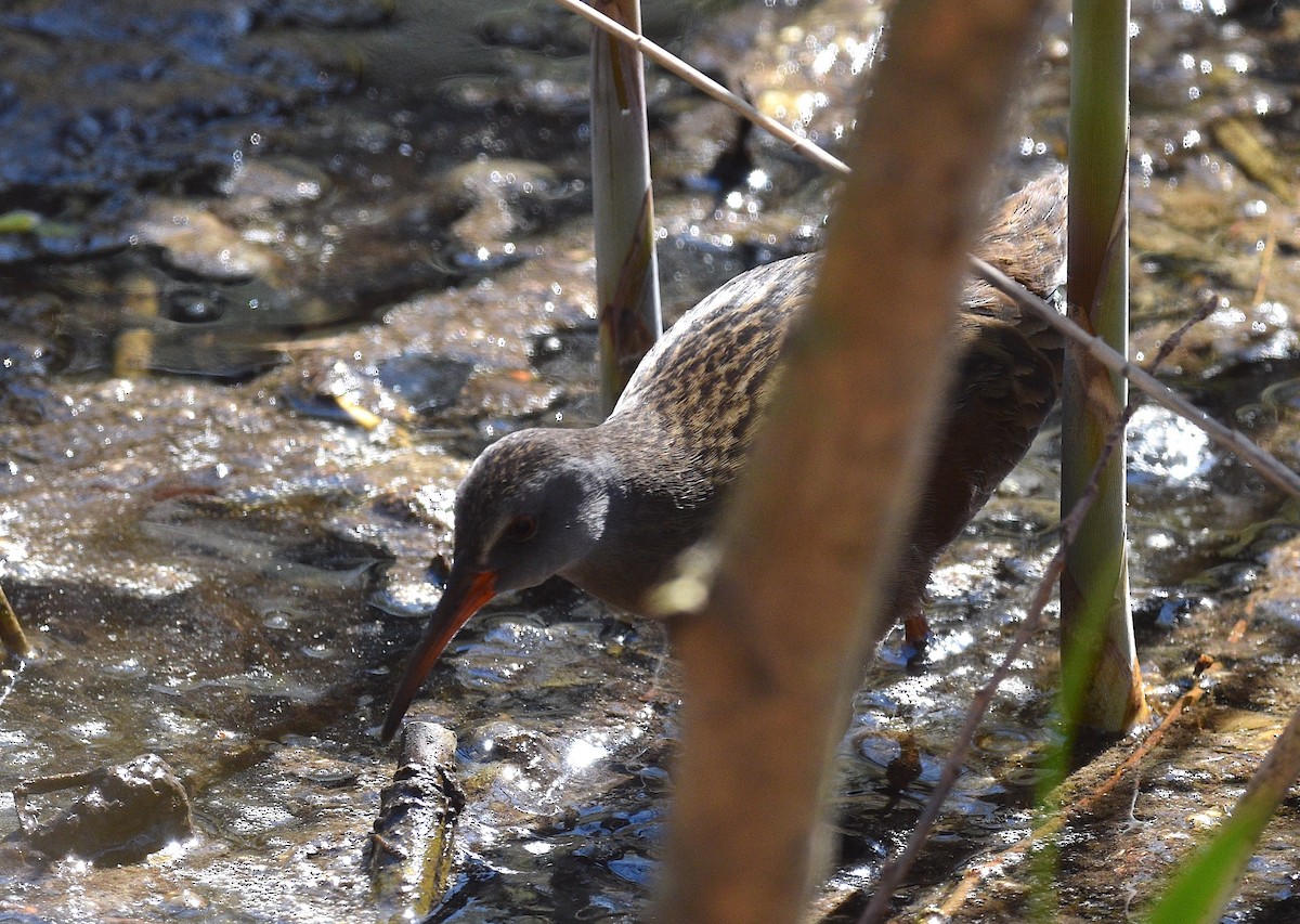 Virginia Rail - ML617973708