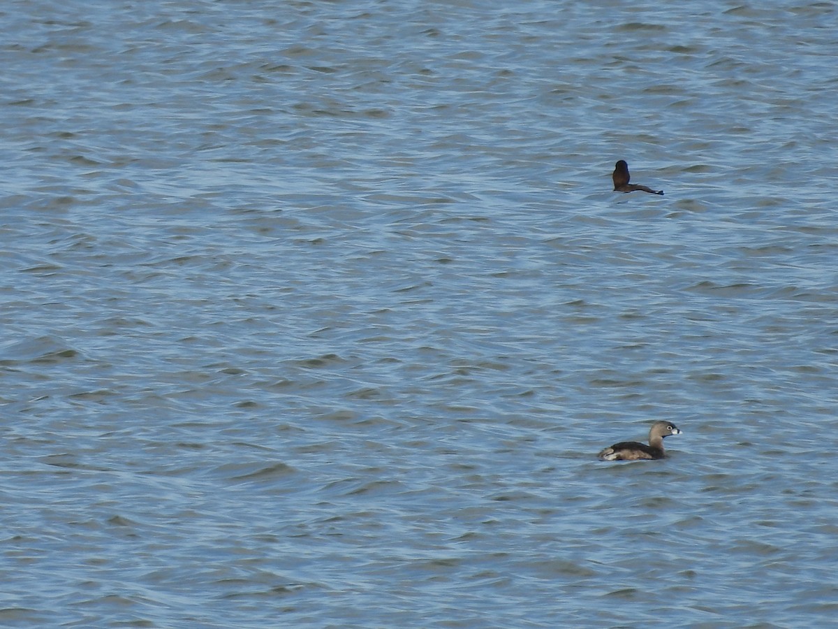 Pied-billed Grebe - ML617973710