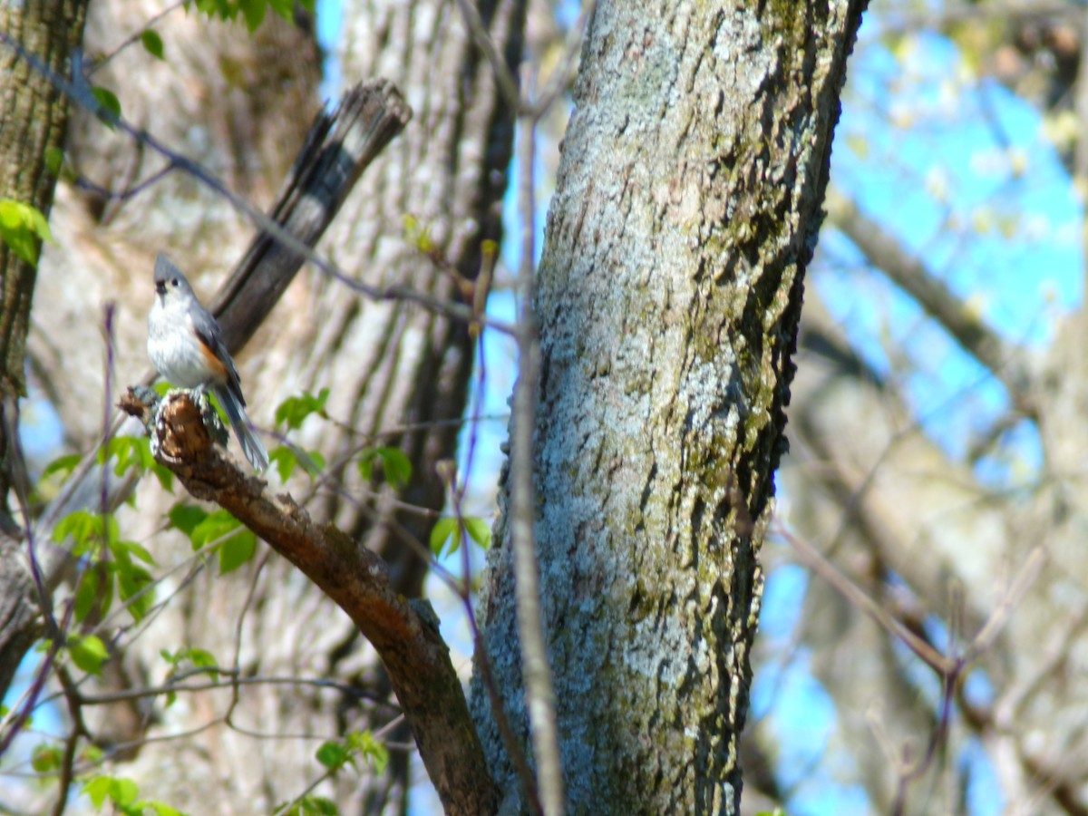 Tufted Titmouse - ML617973726