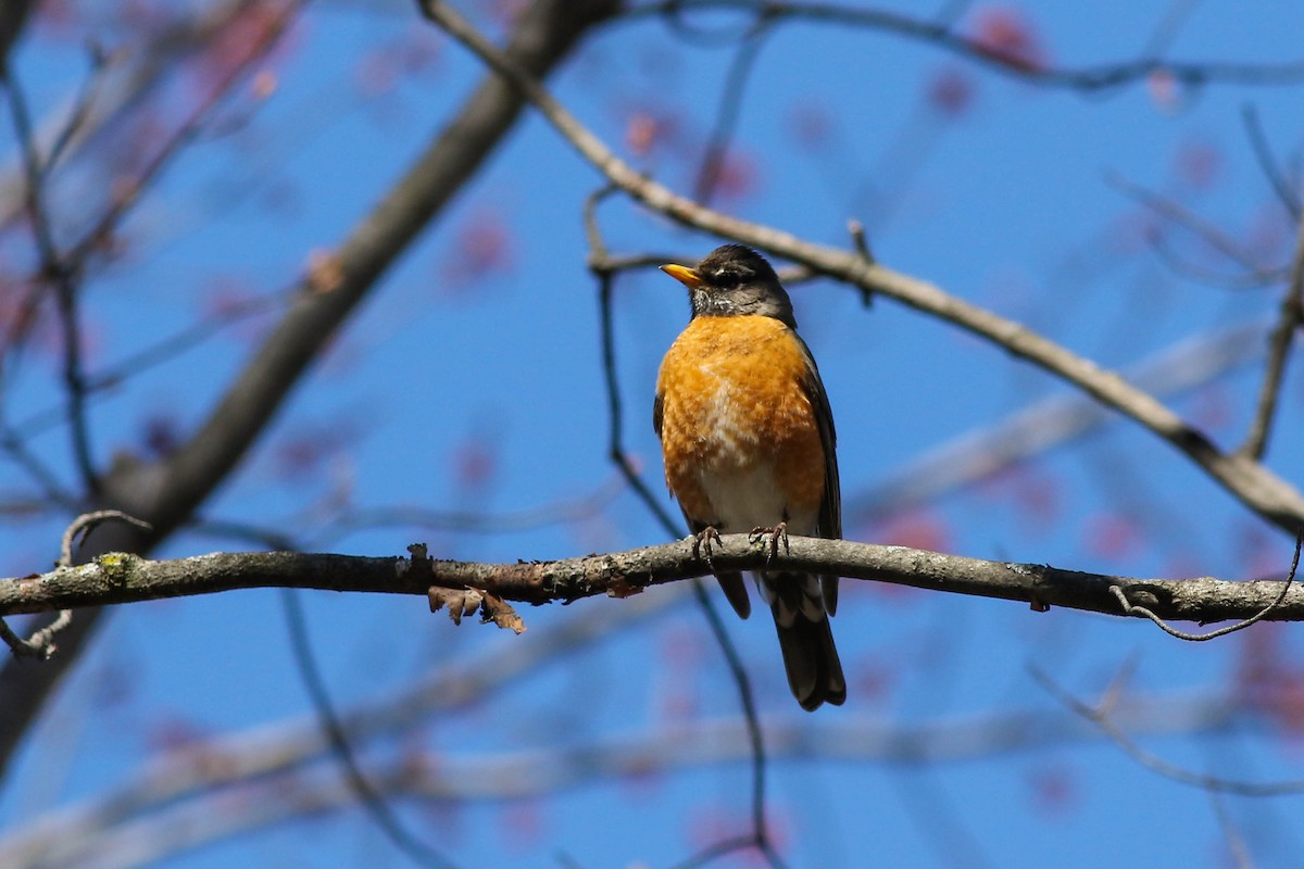 American Robin - ML617973741