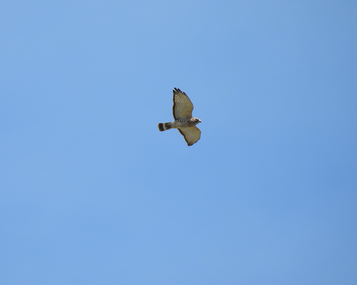 Broad-winged Hawk - Bill Hatten