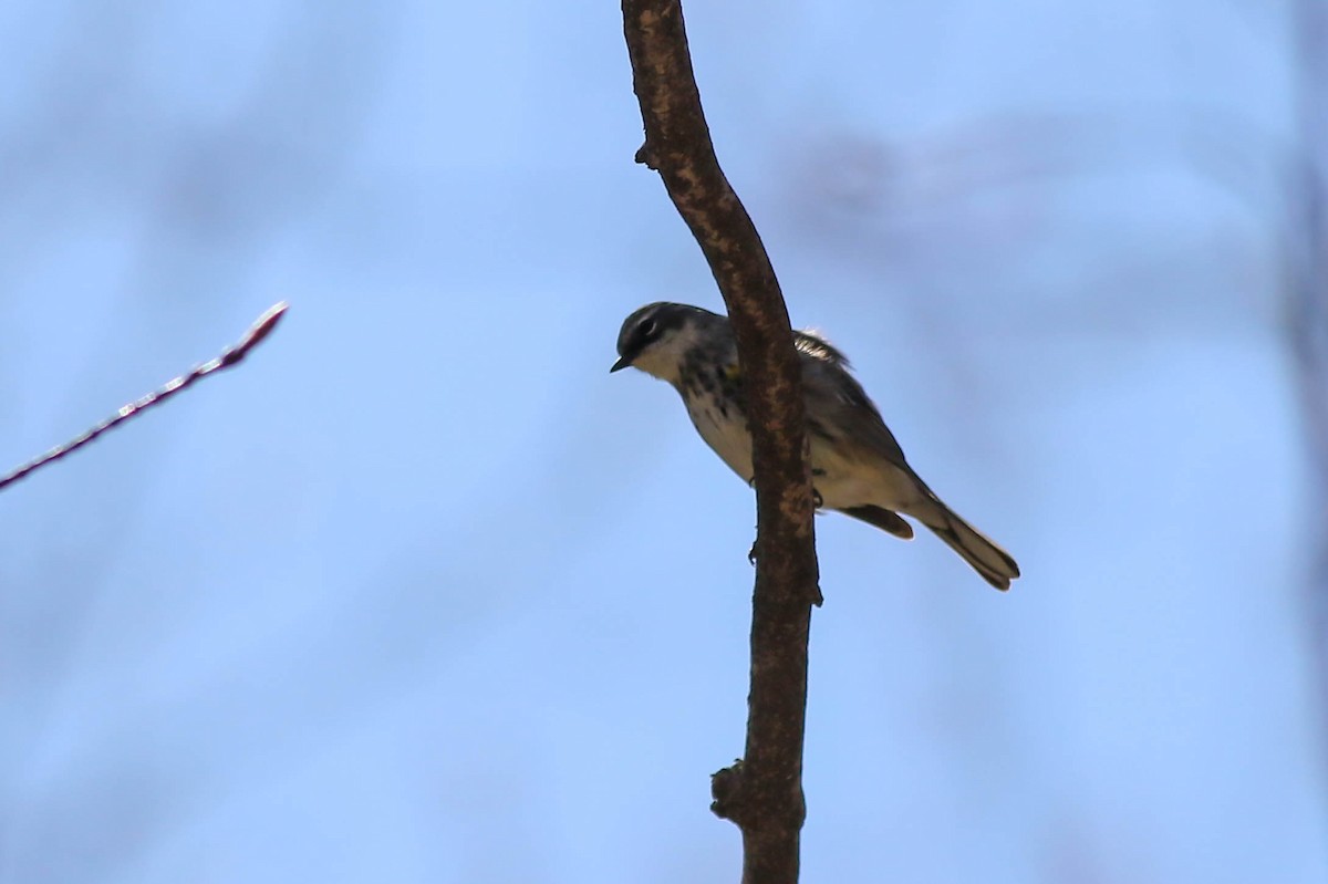 Yellow-rumped Warbler - ML617973757