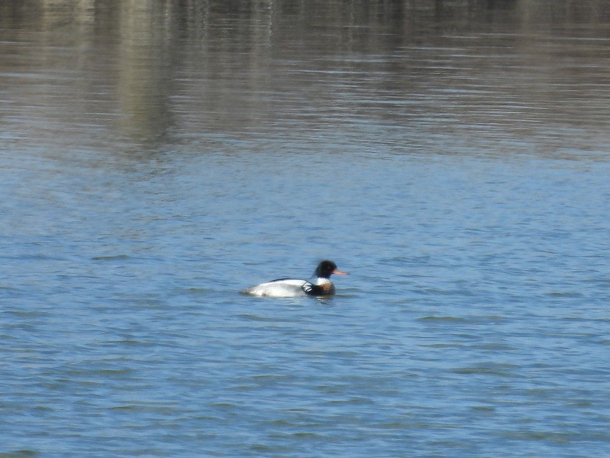 Red-breasted Merganser - ML617973779