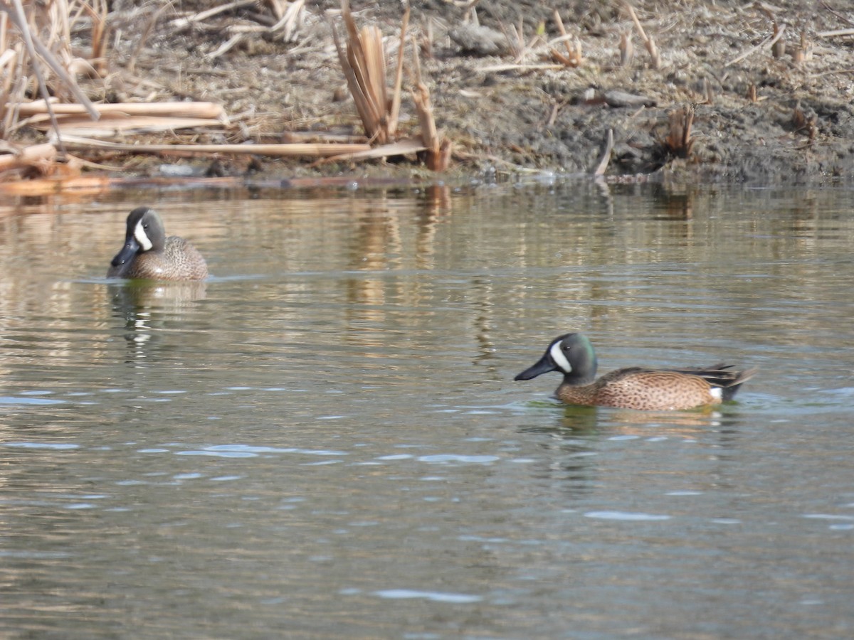 Blue-winged Teal - ML617973853