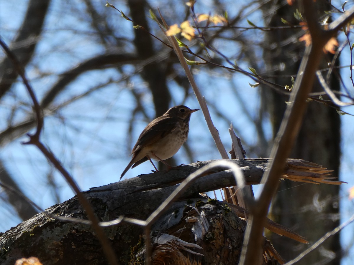 Hermit Thrush - ML617973881