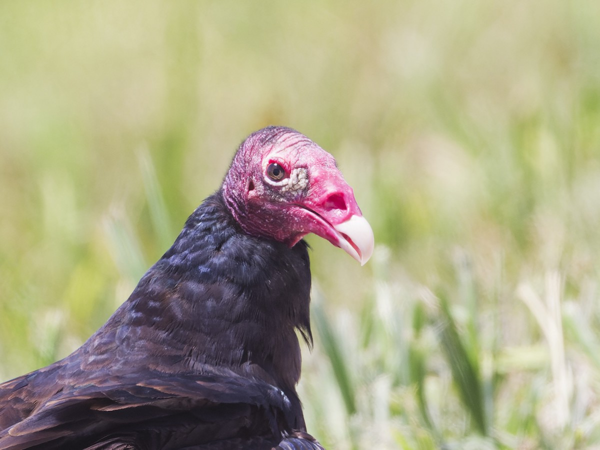 Turkey Vulture - ML617973888