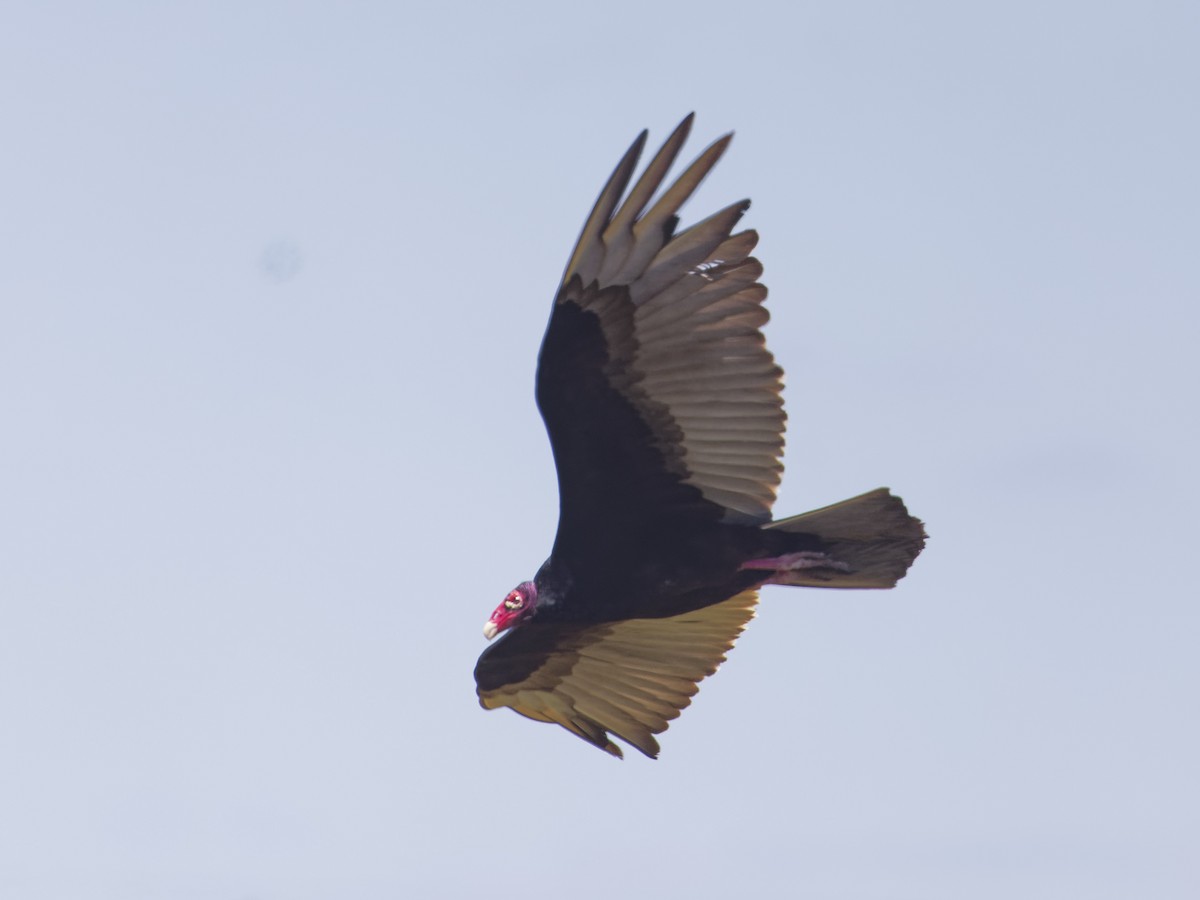 Turkey Vulture - ML617973889