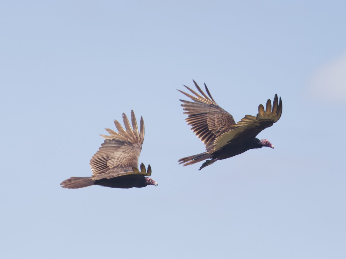Turkey Vulture - ML617973890