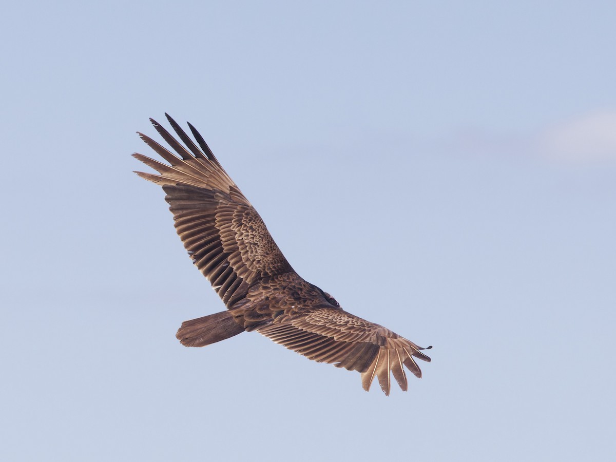 Turkey Vulture - ML617973891