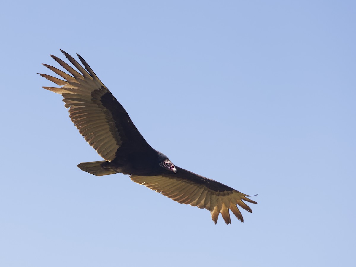 Turkey Vulture - ML617973892