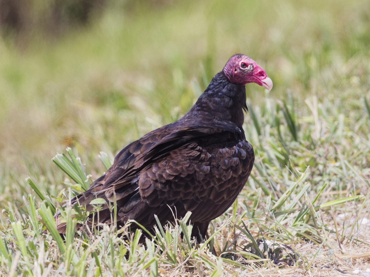 Turkey Vulture - ML617973896