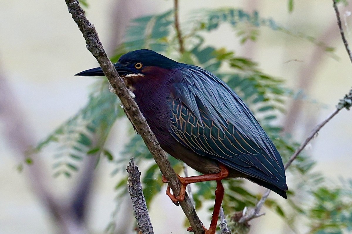 Green Heron - Dean Silvers