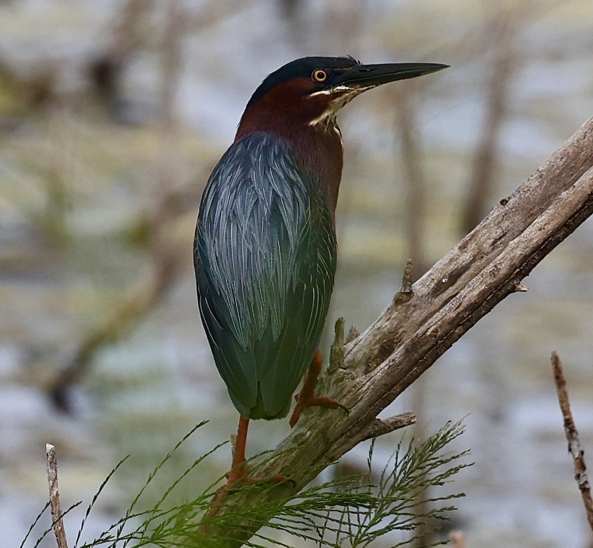 Green Heron - ML617973912