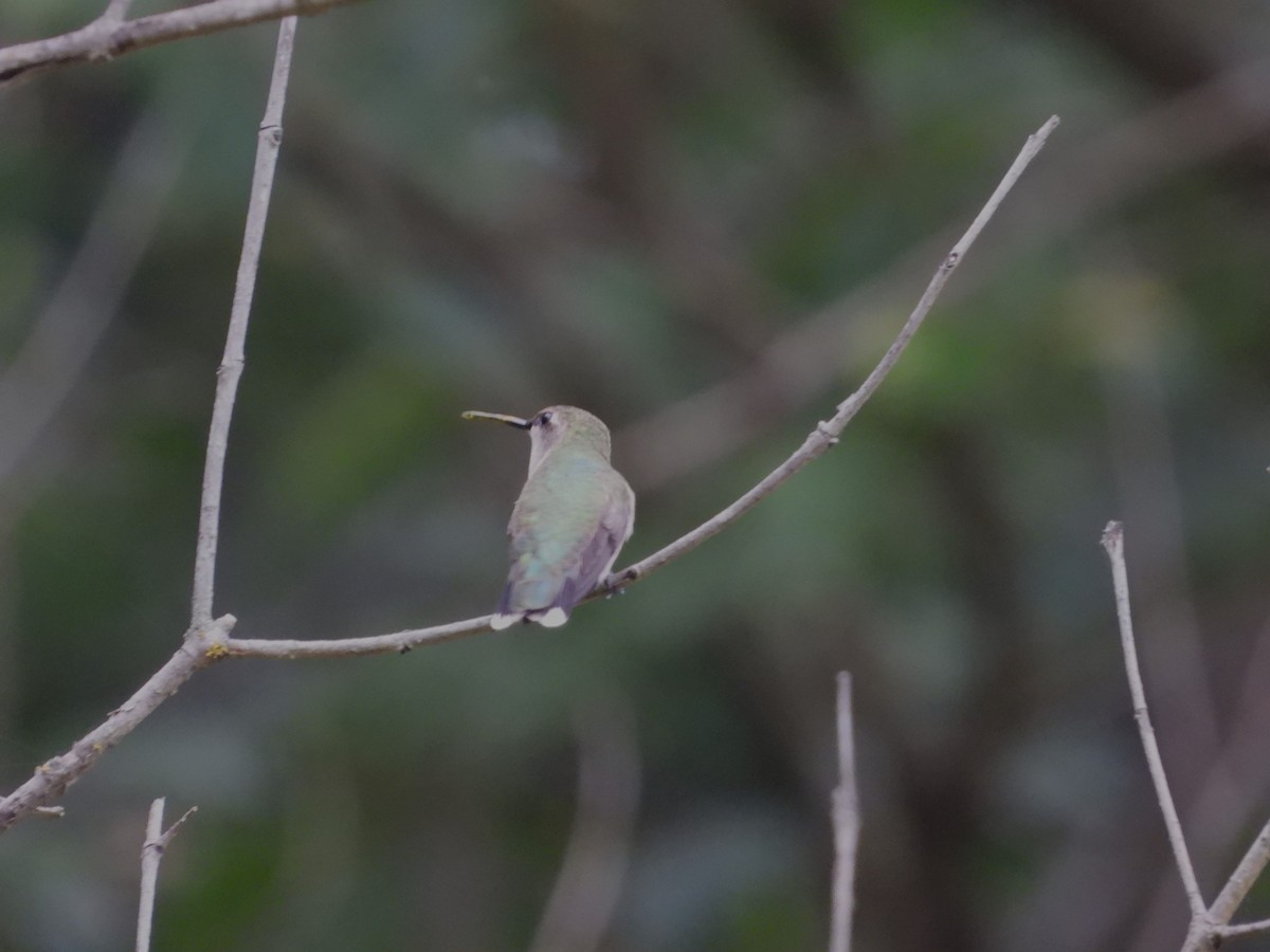 Ruby-throated/Black-chinned Hummingbird - ML617973935