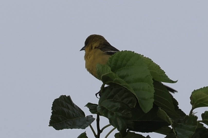 Orchard Oriole - ML617973947