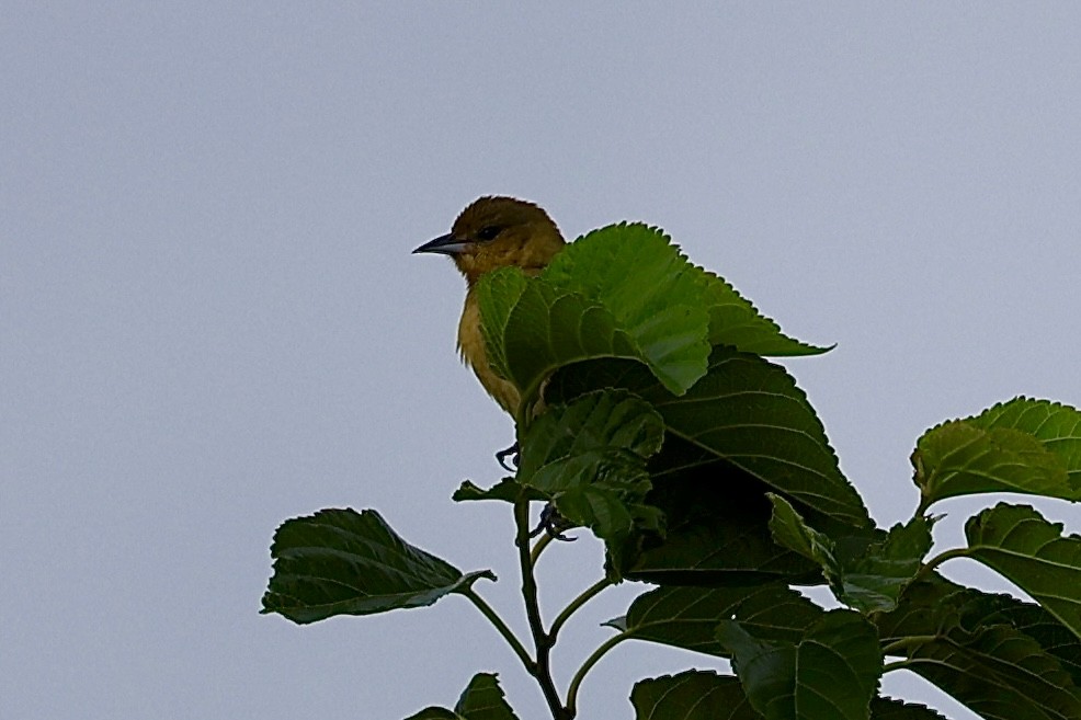 Orchard Oriole - ML617973948