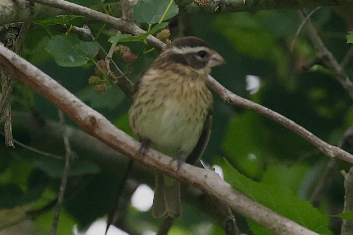 Rose-breasted Grosbeak - ML617973967