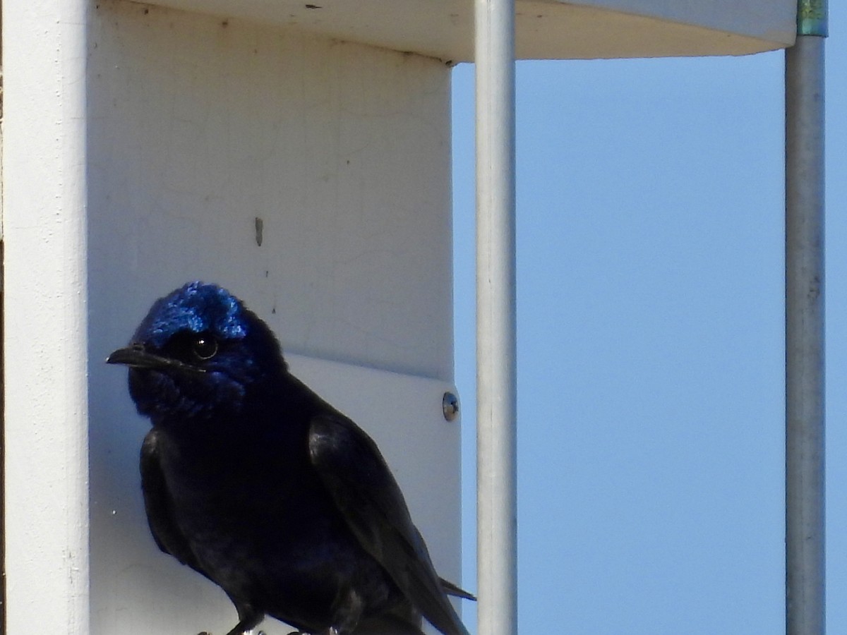 Purple Martin - ML617973990