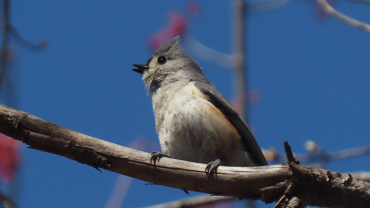 Tufted Titmouse - Howard Lorenz