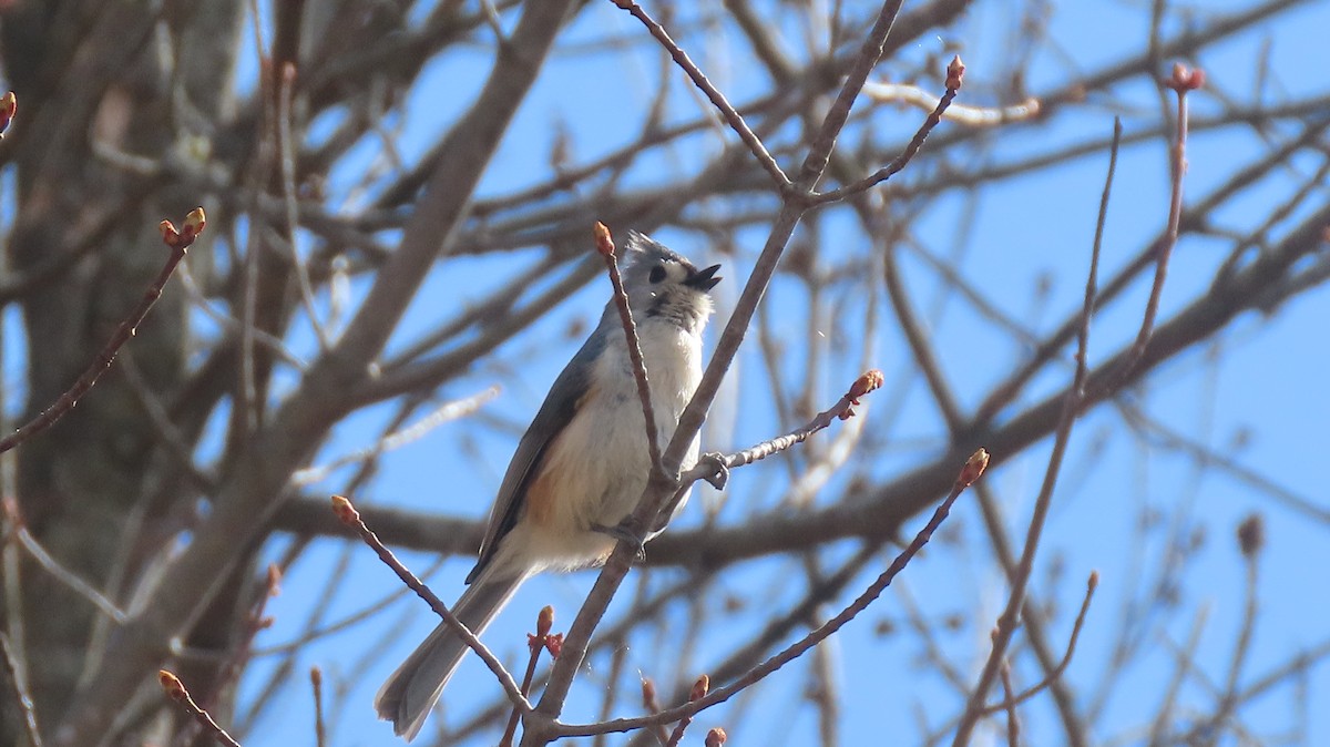 Tufted Titmouse - Howard Lorenz