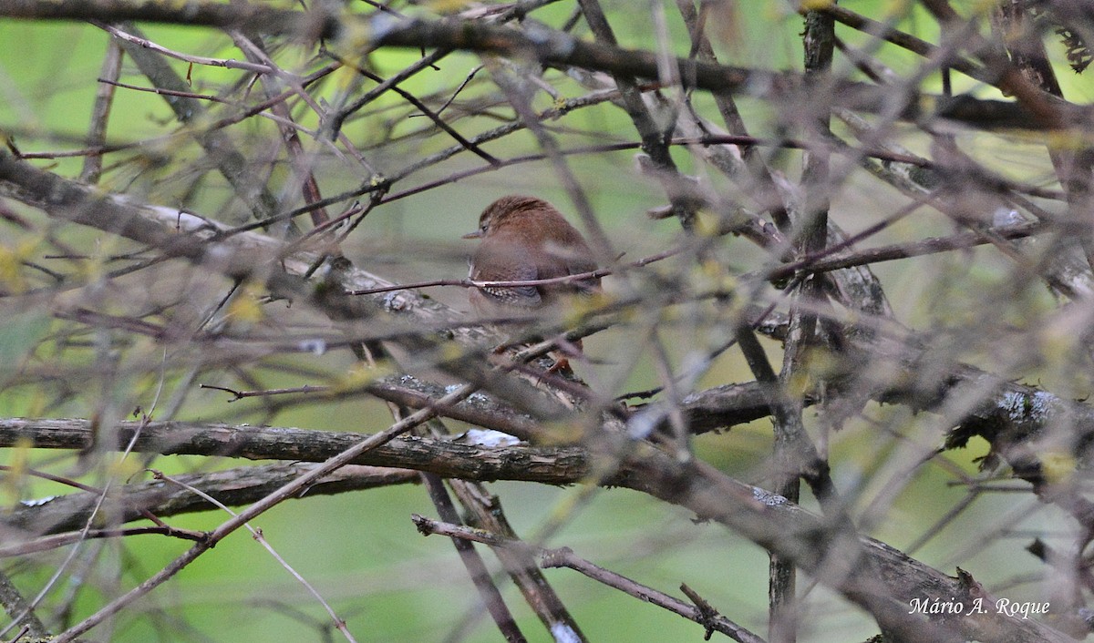 Eurasian Wren - Mário Roque