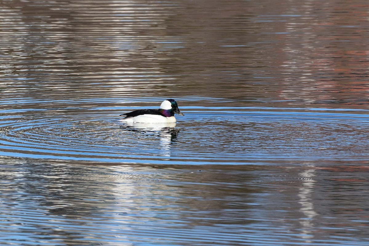 Bufflehead - ML617974021