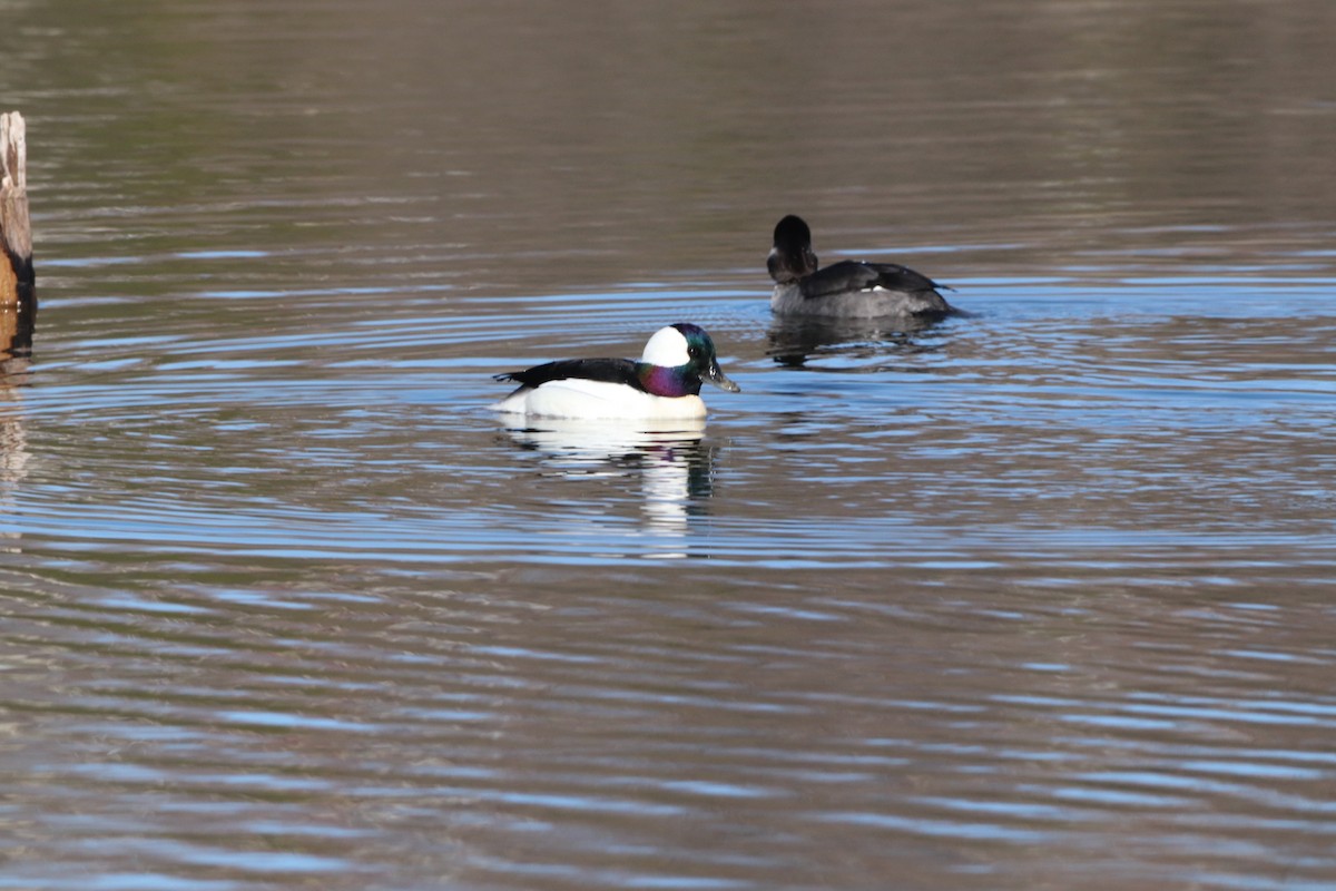 Bufflehead - ML617974022