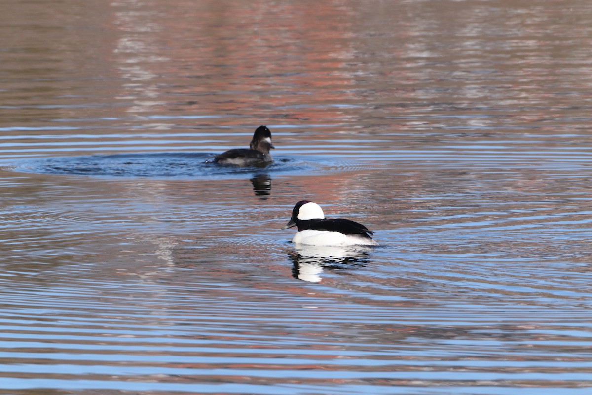 Bufflehead - ML617974023