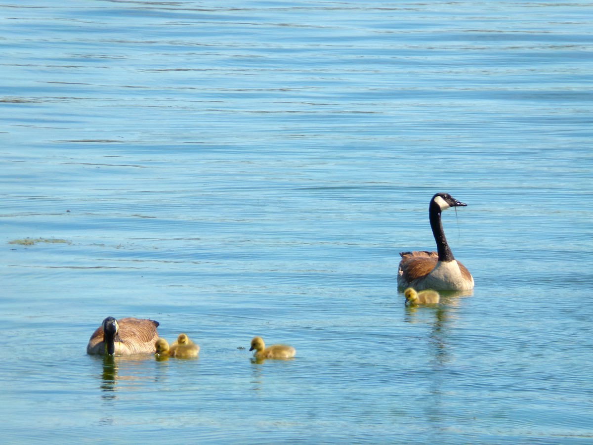 Canada Goose - ML617974031