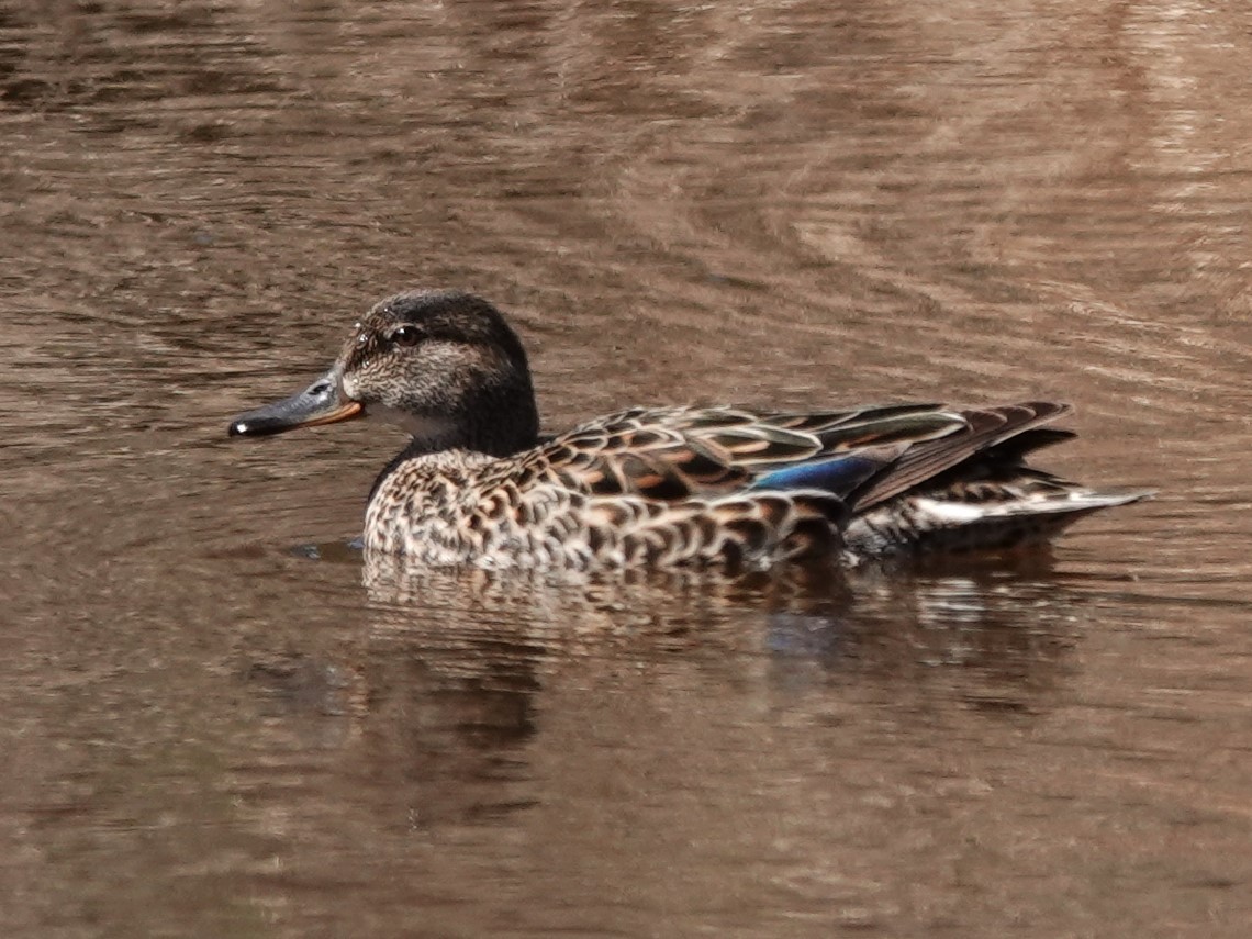 Green-winged Teal - Bob Saunders