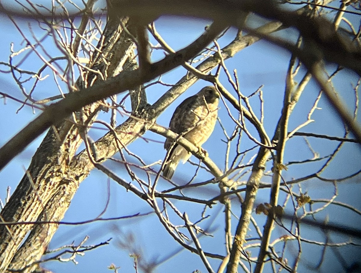 Broad-winged Hawk - Alex Colucci