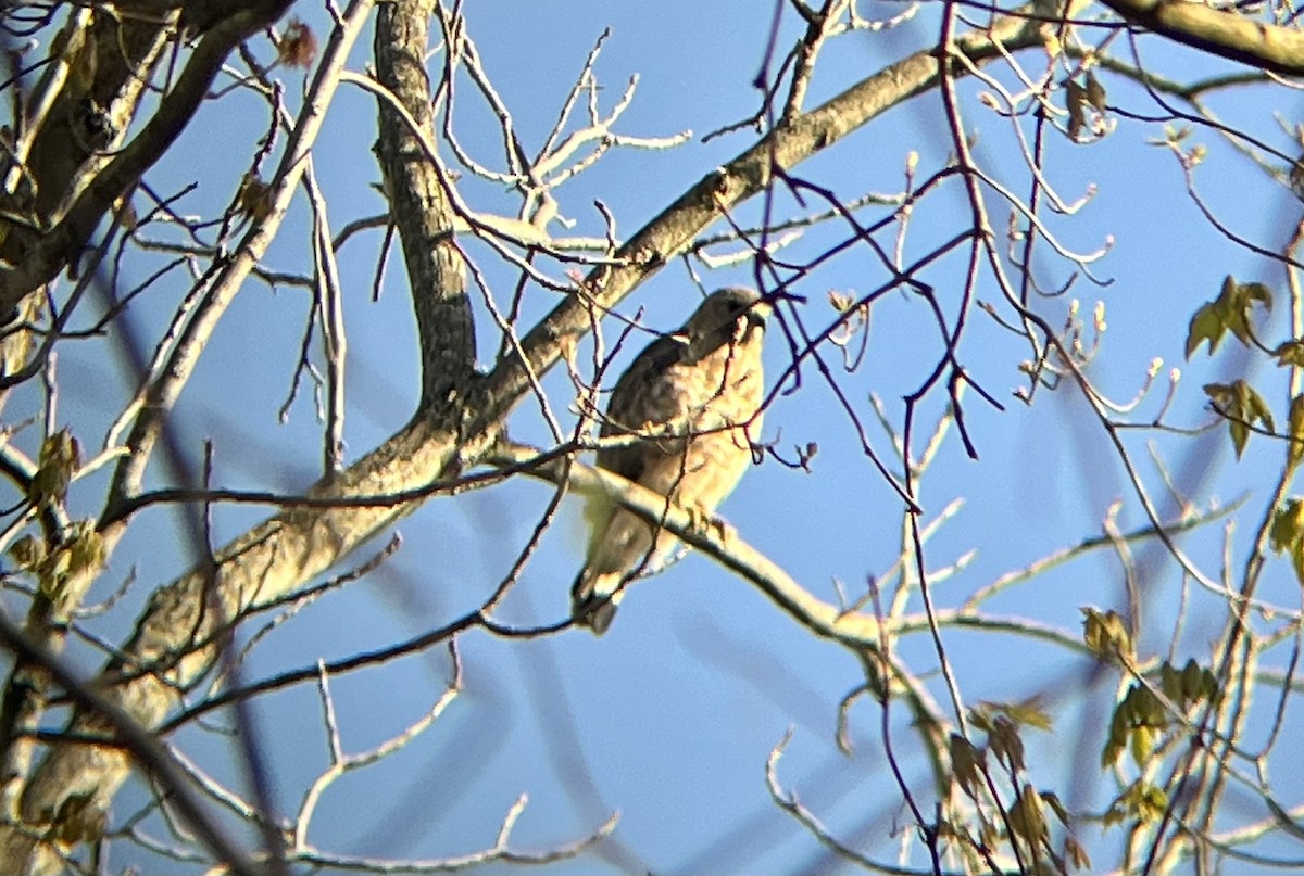 Broad-winged Hawk - Alex Colucci