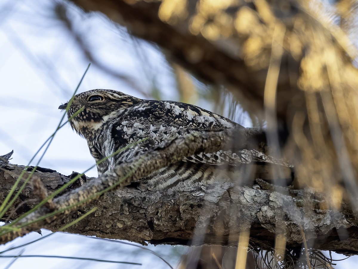 Common Nighthawk - ML617974075