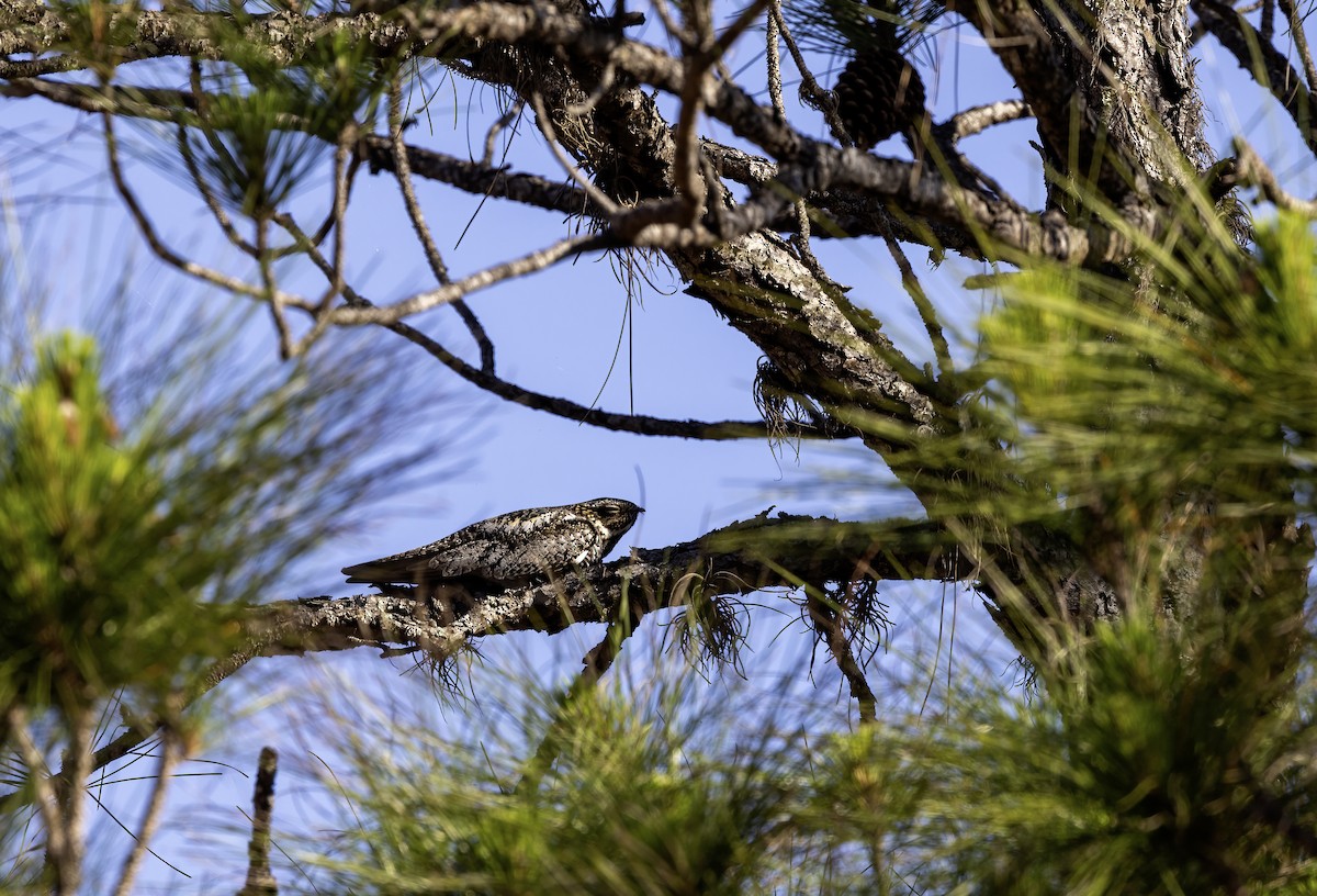 Common Nighthawk - ML617974076