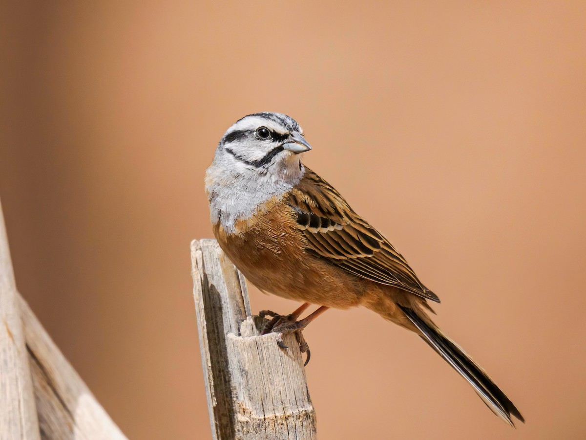 Rock Bunting - ML617974095