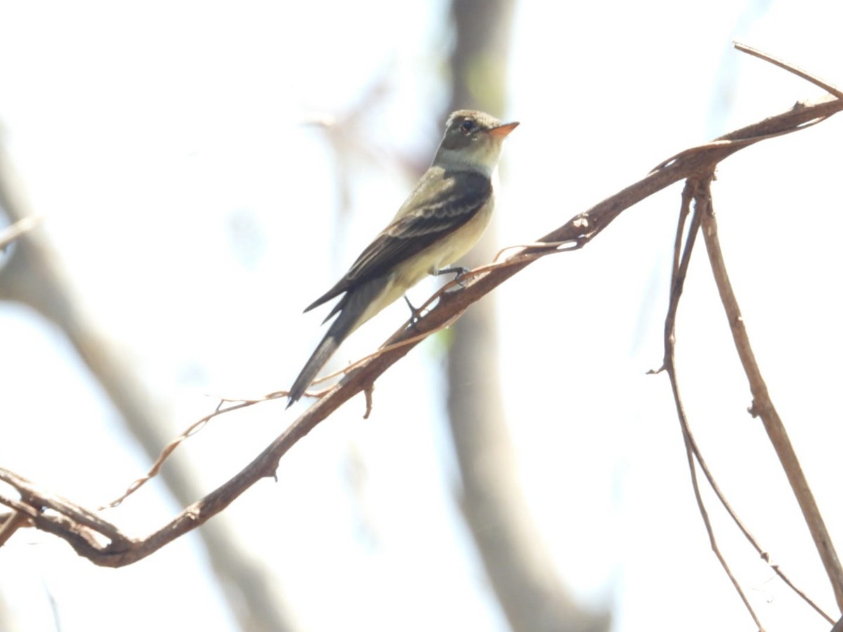 Eastern Wood-Pewee - ML617974120