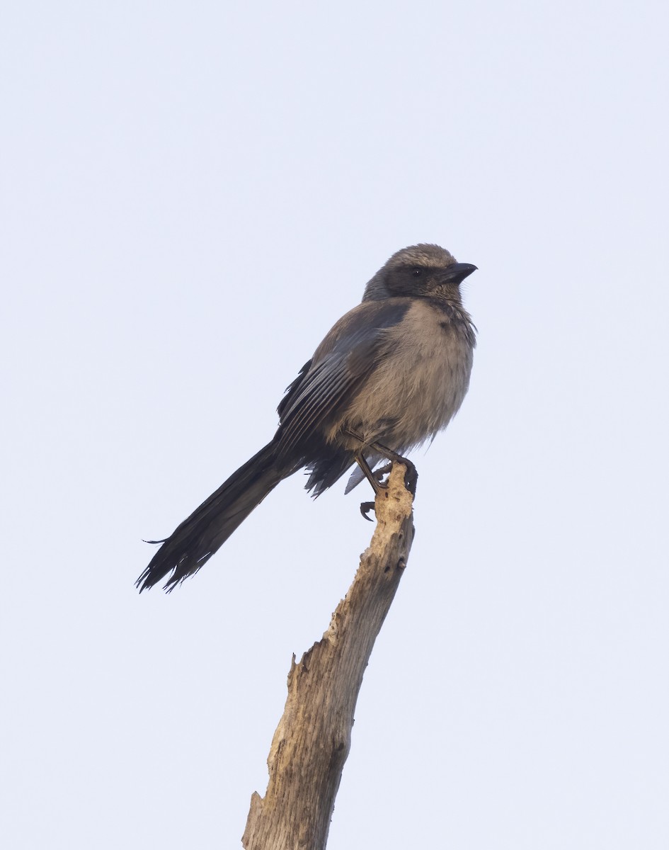 Florida Scrub-Jay - ML617974158