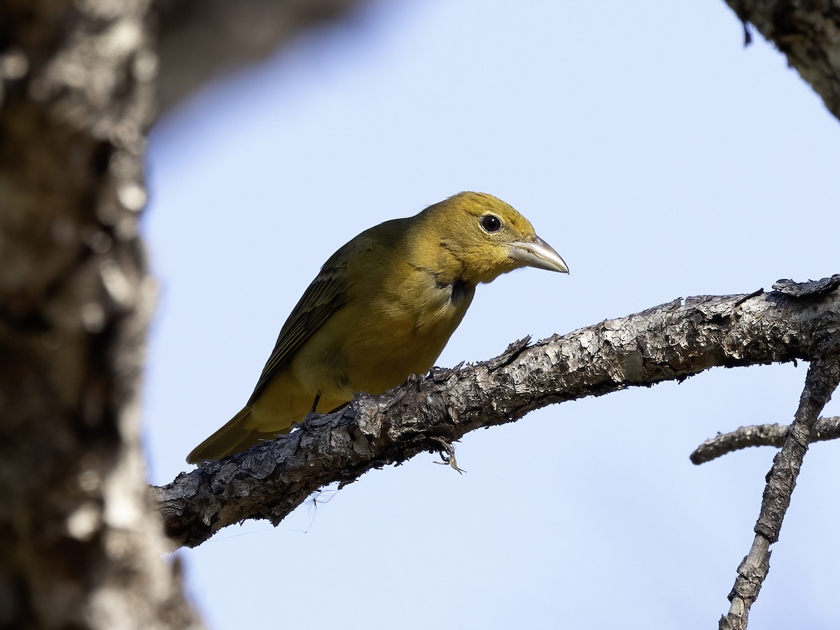 Summer Tanager - ML617974167