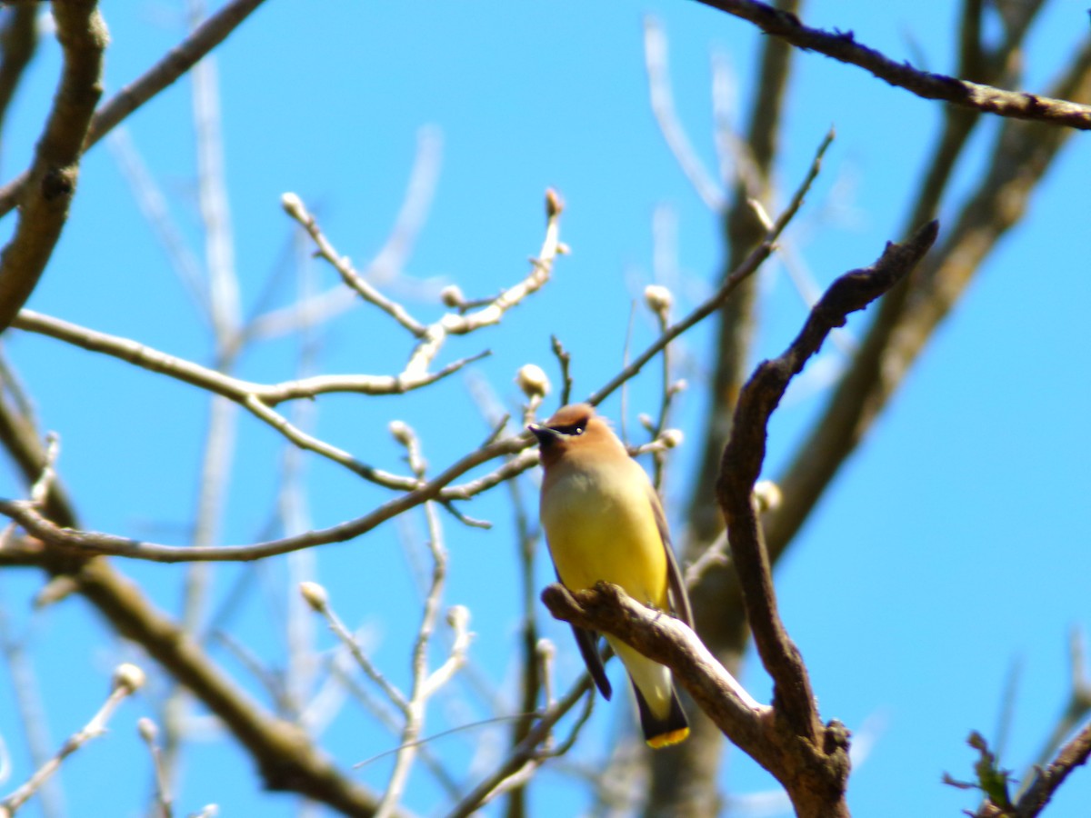 Cedar Waxwing - ML617974185